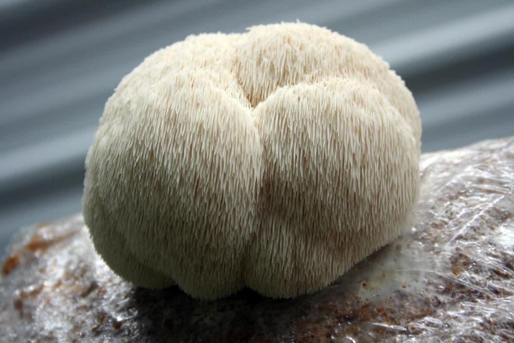 Lion’s Mane Mushroom: A Journey Into Cognitive Health and Beyond